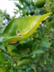 Acraea horta