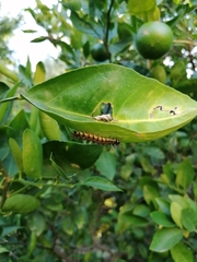 Acraea horta