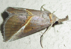 Rhynchina tinctalis