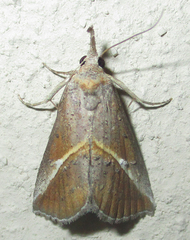 Rhynchina tinctalis