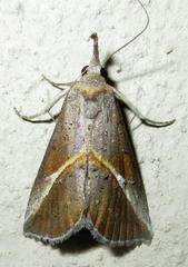 Rhynchina tinctalis