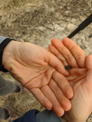 Thanatophilus rugosus