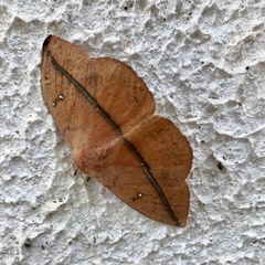 Lonomia achelous