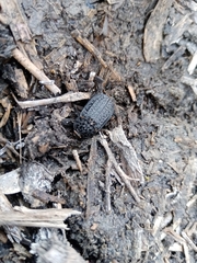 Thanatophilus rugosus