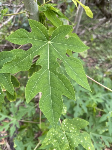Carica papaya image