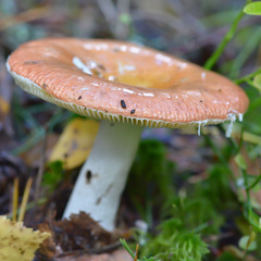 Russula betularum