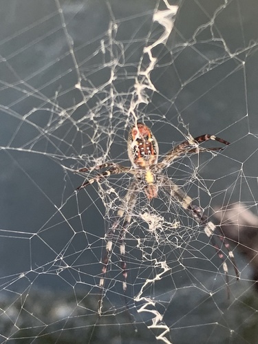 Radon Saint Andrew's Cross Spider