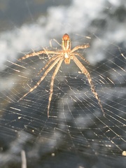 Argiope radon