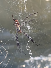 Argiope radon