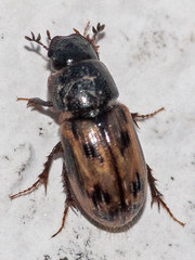 Chilothorax distinctus