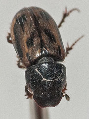 Chilothorax distinctus