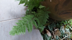 Davallia denticulata