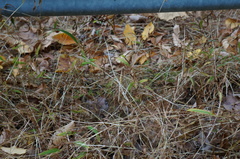 Microstegium vimineum