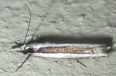 Angustalius malacellus