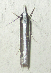 Angustalius malacellus