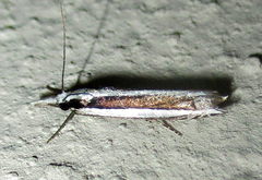 Angustalius malacellus