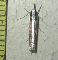 Angustalius malacellus