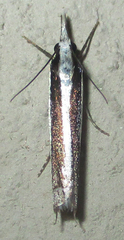 Angustalius malacellus