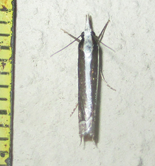 Angustalius malacellus