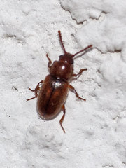 Cryptophagus distinguendus