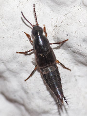 Raphirus