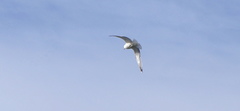 Larus argentatus