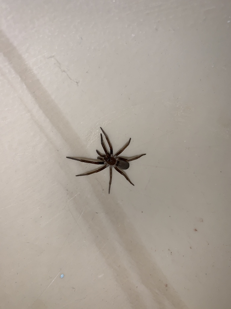 Southern House Spider from N Waccamaw Dr, Murrells Inlet, SC, US on ...