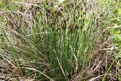 Schoenus ferrugineus