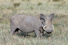 Common Warthog photo 3
