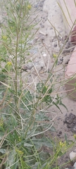 Sisymbrium irio