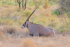 Oryx beisa beisa