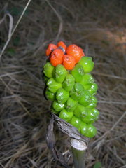 Arum orientale