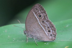 Mycalesis visala