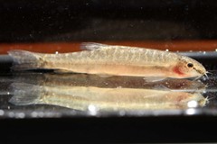 Lepidocephalichthys
