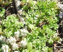 Alchemilla microcarpa