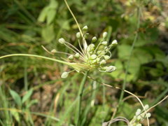 Allium flavum