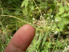 Allium flavum
