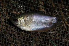 Trichopodus trichopterus