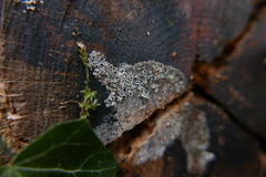 Eriopezia caesia