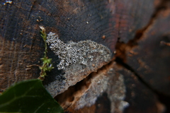 Eriopezia caesia