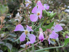 Raphanus sativus raphanistroides