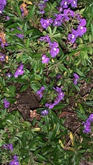 Angelonia