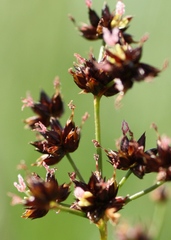 Juncus atratus