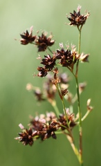 Juncus atratus