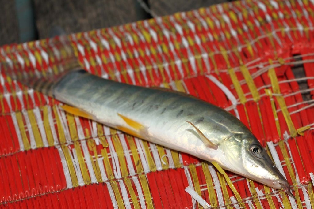 Banded Tiger Loach