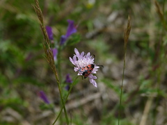 Zygaena hilaris