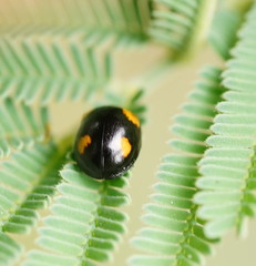 Peltoschema tetraspilotum