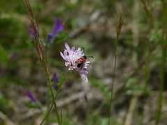 Zygaena hilaris