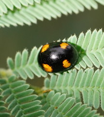 Peltoschema tetraspilotum