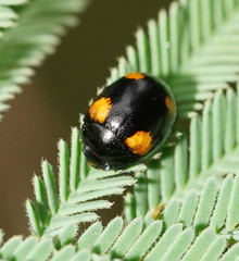 Peltoschema tetraspilotum